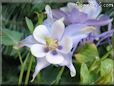 columbine picture