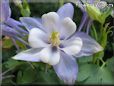 columbine picture