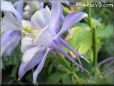 columbine picture