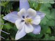 columbine picture