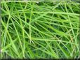 lawn picture
