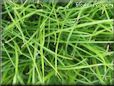 grass pictures