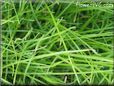 grass picture