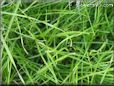 lawn pictures
