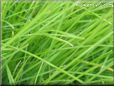 grass picture