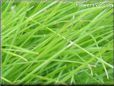 lawn picture