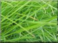 grass picture