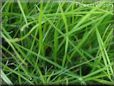 lawn picture