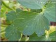 columbine leaf picture