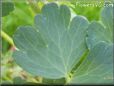columbine leaf picture
