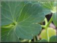 columbine leaf picture