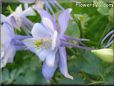 columbine picture