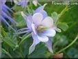 columbine picture