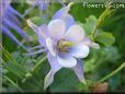 columbine picture