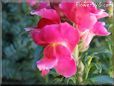 snapdragons picture