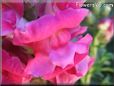 snapdragons picture