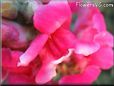 snapdragons pictures