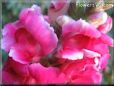 snapdragon picture