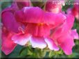 snap dragons pictures