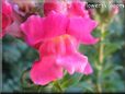snapdragon picture