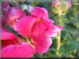 snap dragon pictures