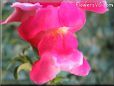 snapdragons picture