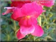 snapdragon pictures