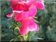 snap dragons picture