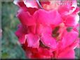 snap dragons pictures