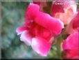 snap dragon pictures