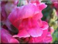 snapdragons picture