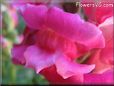 snap dragon picture