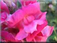 snapdragons picture