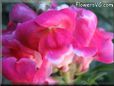 snapdragons picture