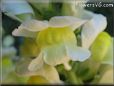 snapdragons flowers picture