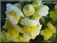 snapdragons picture