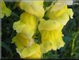 snap dragon picture