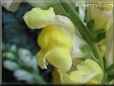 snap dragon picture