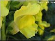 snap dragon picture