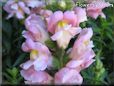 snap dragons pictures