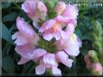 snap dragons pictures