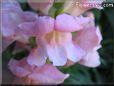 snapdragons picture