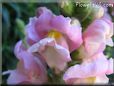 snapdragon pictures