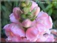 snapdragons pictures
