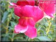 snapdragons picture