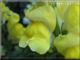 snap dragon picture