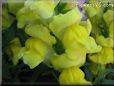 snap dragon picture