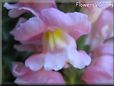 snapdragon picture