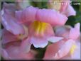 snap dragons pictures