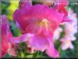 snapdragons picture